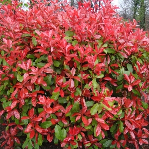 photinia-fraseri-nana-1.jpg