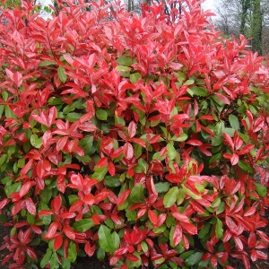 photinia-fraseri-nana-1.jpg