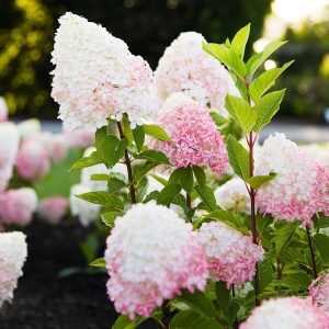 pink_rose.jpg