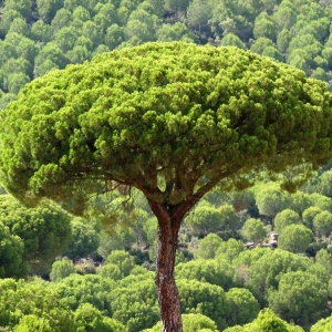 pinus-pinea-x.jpg