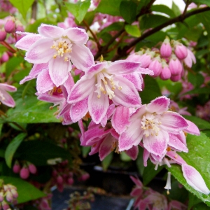 rasberry-sundae-160919200636-ws.jpg