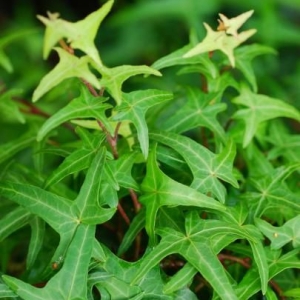 sagitifolia.jpg