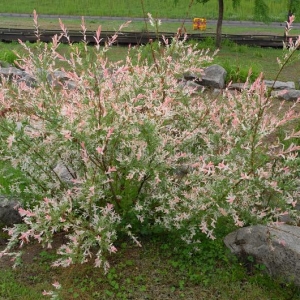 salix-integra-rainy-day-pink-green-leaves.jpg