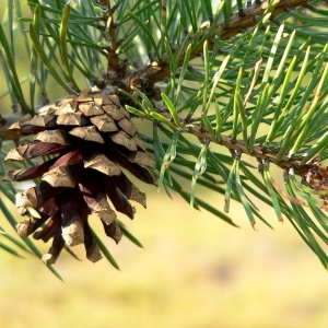 scots_pine_(pinus_sylvestris)2.jpg