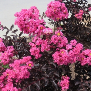 shell_pink.jpeg