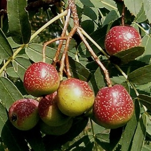 sorbus-domestica.jpg