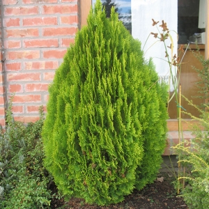 thuja-orientalis-_aurea-nana__6.jpg