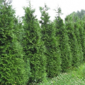 thuja_plicata_gelderland_0.jpg