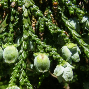 thujopsis-dolabrata-11.jpg