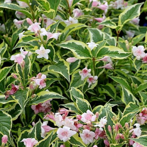 weigela-florida-nana-variegata-500x500.png