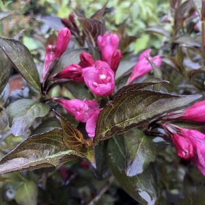 weigela_follis_pur_pueis.jpg
