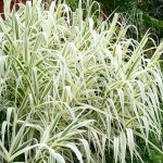 06-night-garden-striped-giant-reed-477.jpg