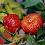 Citrus clementina Rubino (Citrus clementina Rubino)