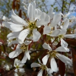 1236_amelanchier_lamarckii_fanyarka_mezal.jpg