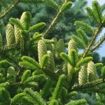 1655_plantes_design_abies_nordmanniana_4.jpg