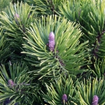 1886-Pinus-mugo-Pumilio.jpg