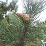 20130211115948_pinus_nigra_1_a8be3987-c8c.jpg
