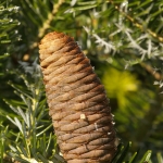 Abies alba (Közönséges jegenyefenyő)