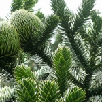 2331048_araucaria-araucana--national-bota.jpg