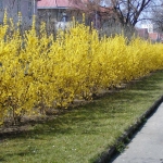 25700-forsythia-x-intermedia-00340-020812.jpg