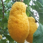 Citrus medica "Aurantiata", della Cina (Citrus medica "Aurantiata", della Cina)