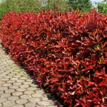 5-x-photinia-fraseri-red-robin-3050cm-tal.jpg