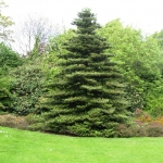 Abies_koreana.jpg