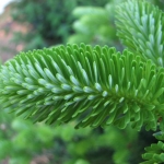 Abies_koreana_Aurea_4_800.jpg
