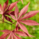 Acer-palmatum-Atropurpureum-780x520.jpg