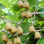 Actinidia_deliciosa_19269_780_1280_1280.jpg