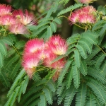 Albizia1.jpg