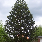 Araucaria-araucana.jpg