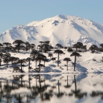 Araucaria_araucana_hardiness.jpg