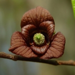 Asimina triloba (Pawpaw, Indián banán)