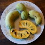 Asimina_triloba_fruit_plate.JPG