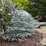 Baby-Blue-(shrub-form)-(Custom)-small.jpg