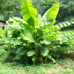 Basjoo-Banana-Trees-Hardy-1.jpg