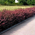 Berberis_thunbergii_Atropurpurea.jpg