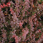 Berberis_thunbergii_atropurpurea_lg.jpg