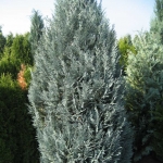 CHAMAECYPARIS-LAWSONIANA-VAN-PELTS-BLUE.jpg