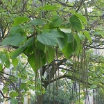 Catalpa_bignonioides1.jpg