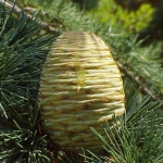 CeLiCN01.jpg