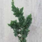 Chamaecyparis_lawsoniana_Wissels_Saguaro.JPG