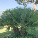 Chamaerops-humilis-780x520.jpg