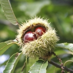 Chestnuts1.jpg