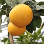 Citrus paradisi Star Ruby (Vörös húsú grapefruit)
