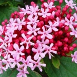 Clerodendrum-bungei--006.jpg