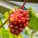 Crimson-Seedless-Vitis-vinifera-copyright.jpg