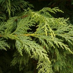 Cupressocyparis_leylandii_02.JPG