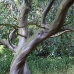 Eucalyptus_stellulata_1.jpg